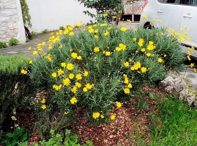 Διαμέρισμα Rina